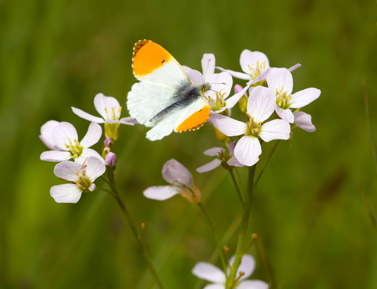 Orange Tip male 2